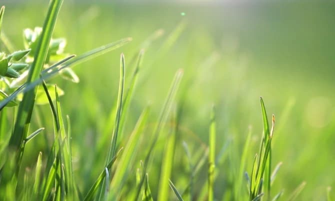 Image alternative text